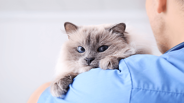 A cat in the arms of a vet