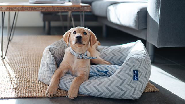 Dog on a project blu bed