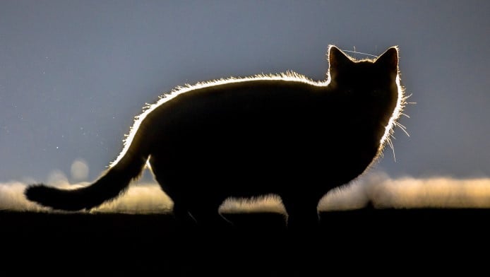 A cat silhouetted by lights behind it
