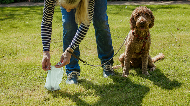 A woman cleaning up dog poo using a plastic bag, as her dog sits patiently behind her.
