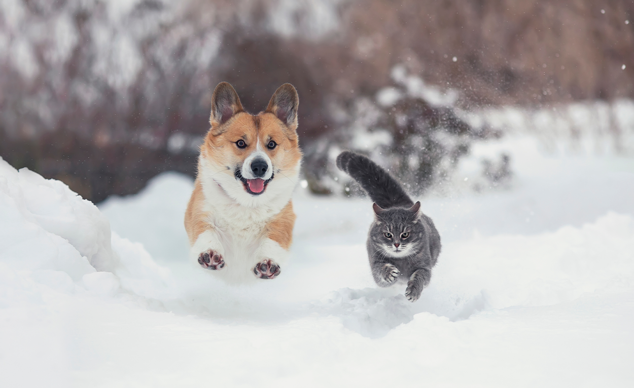 Dog and cat running through the snow
