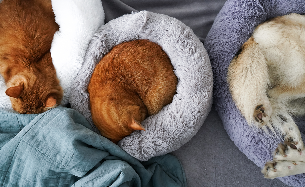 Two cats and a dog curled up in their beds