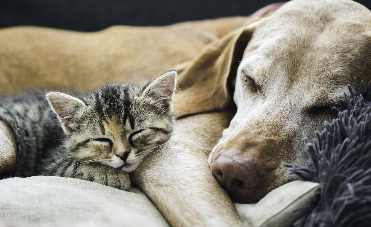 Older dog and kitten cuddling