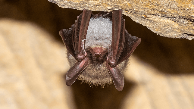 Photograph of a bat with large ears hanging upside down in a cave