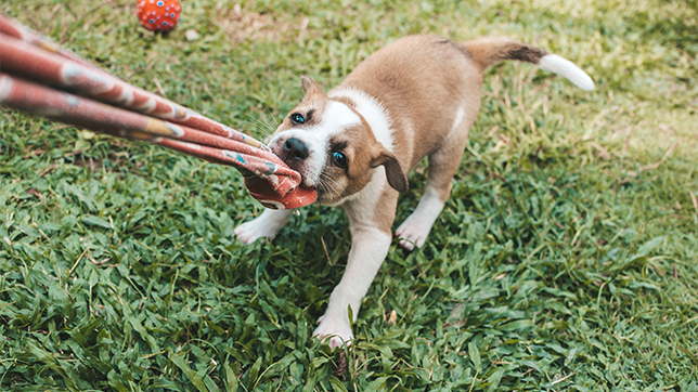 Dog pulling on rope