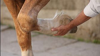 A horse places its leg in the hands of a human 