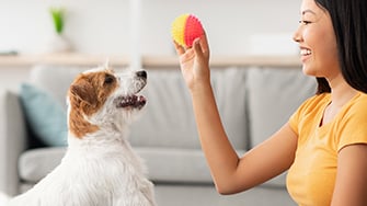 A human is holding a brightly coloured ball in front of an engaged Jack Russell Terrier