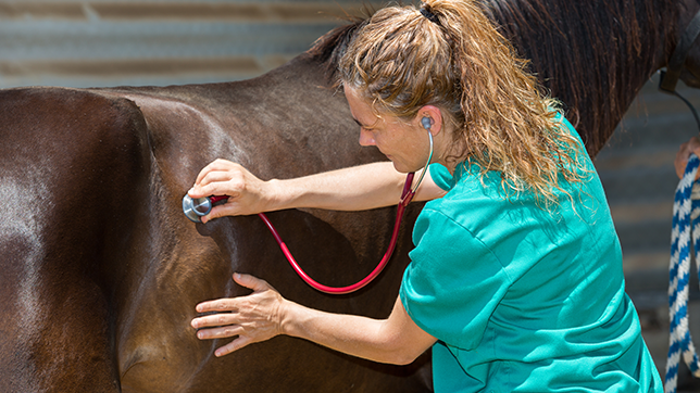 A veterinarian with a stethoscope 