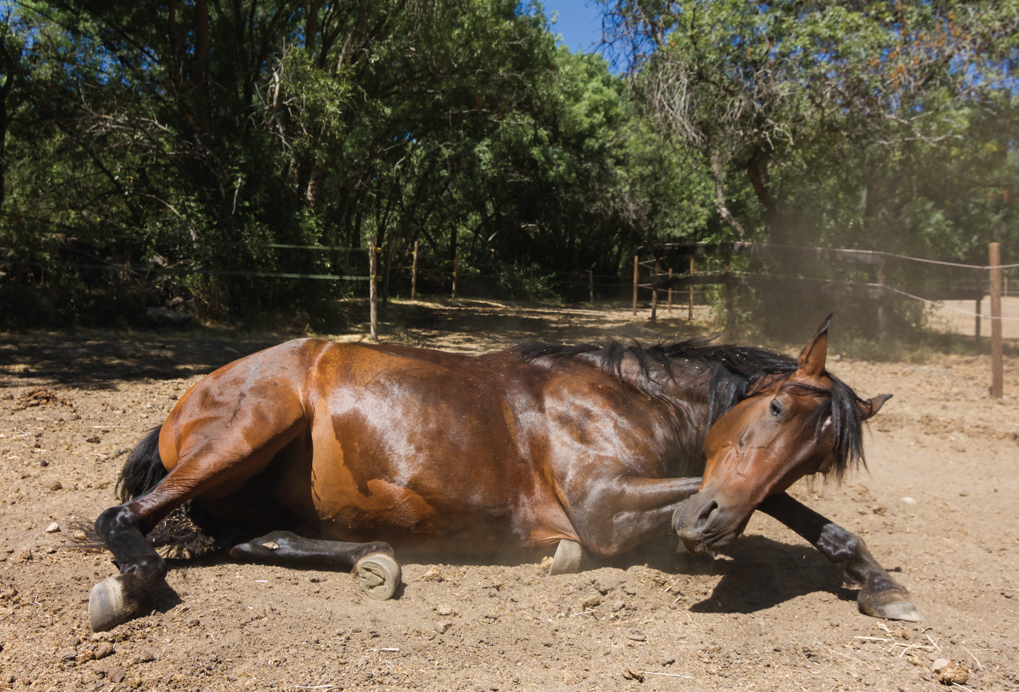 A horse rolling on the floor