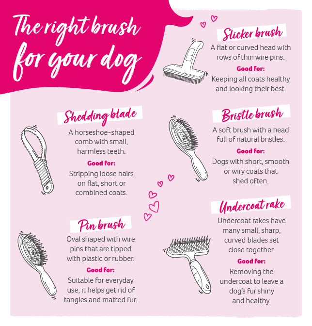 Dog brushes graphic