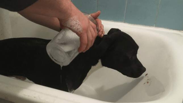 Keith the staffie enjoying a bath with peanut butter on the side