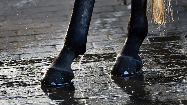 Hind shoes fitted on a horse