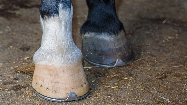 Front shoes fitted on a horse 