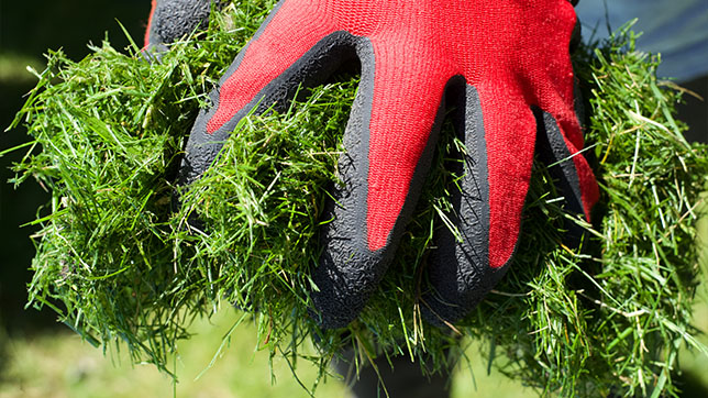 Gloved hand holding grass clippings.