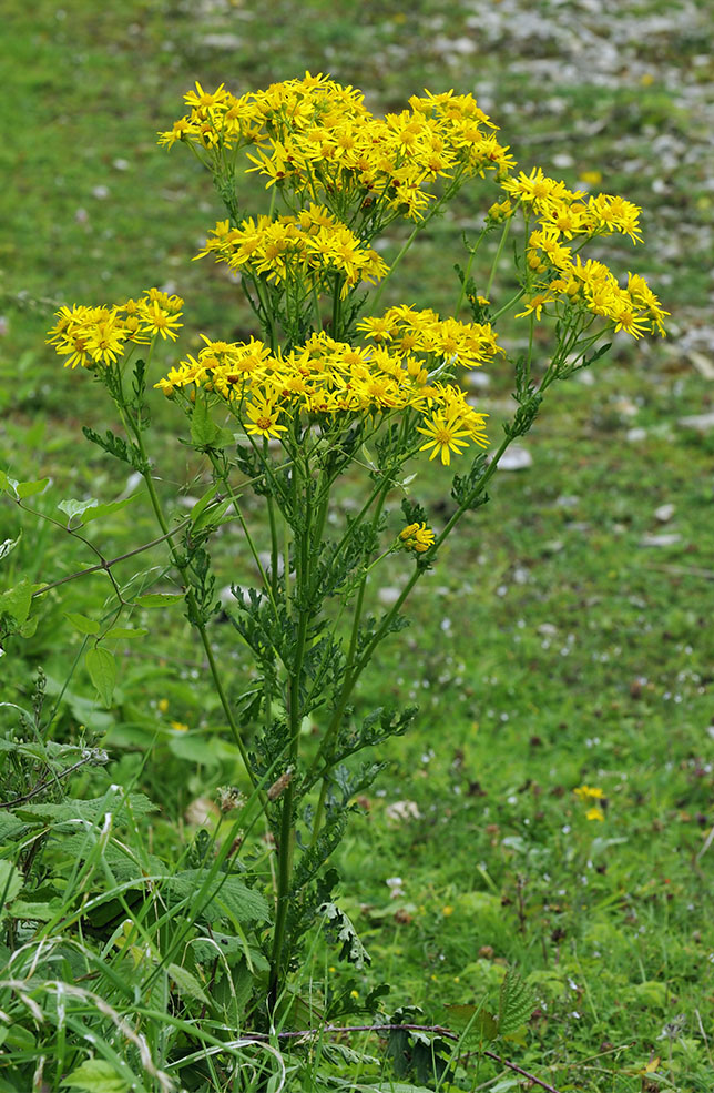 Ragwort plant in a field.