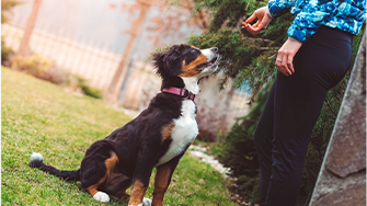A dog sits patiently on grass waiting to receive a treat