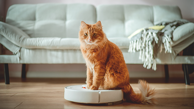 A cat sitting on a robot hoover