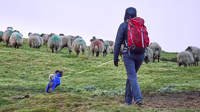 a person walking their dog through a field of sheep on a lead