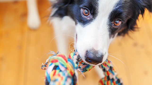 A dog with a tug toy