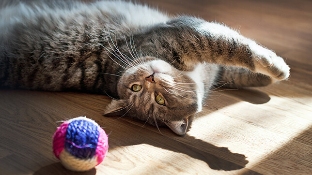a cat next to a ball