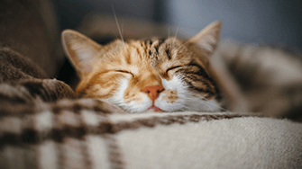 A cosy, sleeping cat