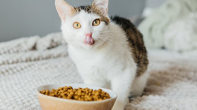 a cat by their bowl of food