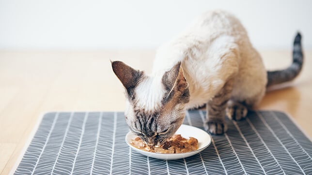 a cat licking their mouth after eating