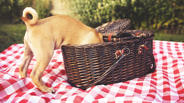 a dog in a picnic basket