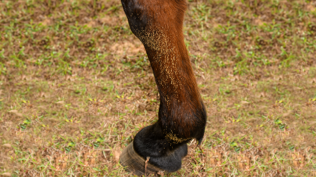 A horse's leg covered with bot eggs.