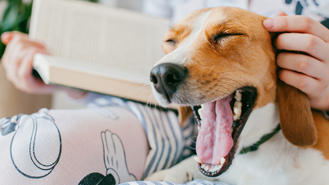 a dog yawns while cuddling their owner