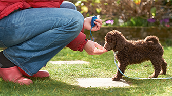 A puppy cockapoo receives a treat