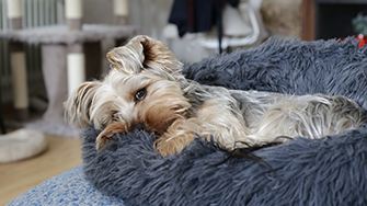 A small dog resting in a dog bed