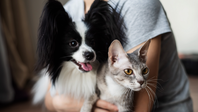 A dog and cat are having a cuddle with a woman in a grey tshirt