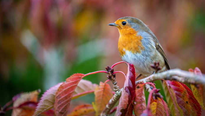 A Robin stood on a branch with red autumn leaves