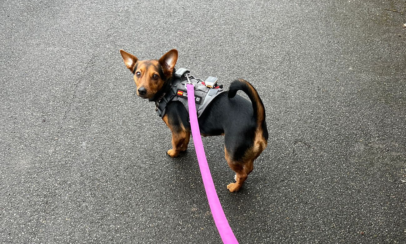 A small dog on a harness, looking back at their walker