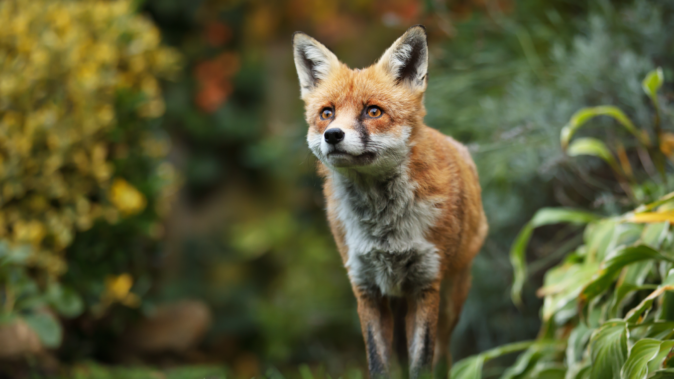 A fox walking through a garden