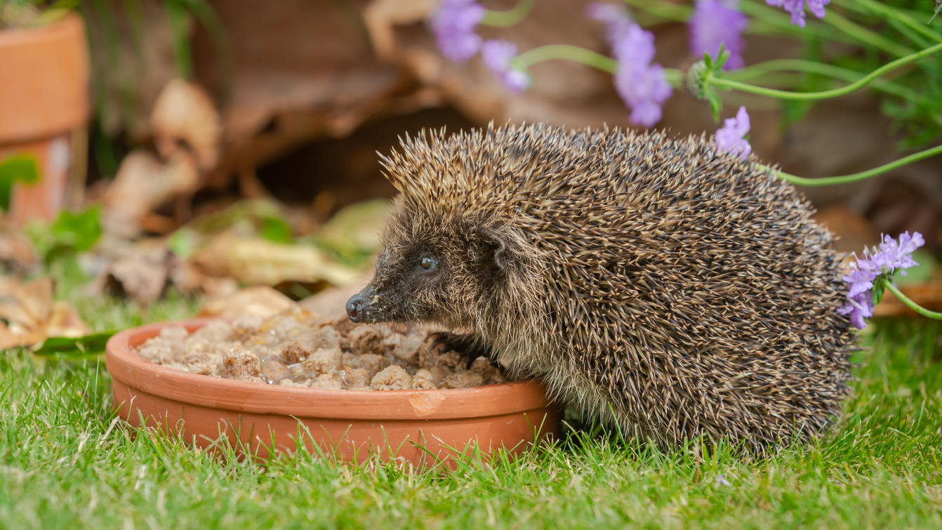 A hedgehog eating cat food from a dish in a garden