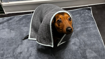 A photo of a small dog draped in a towel