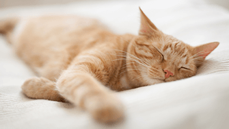 A ginger cat asleep on a white bed