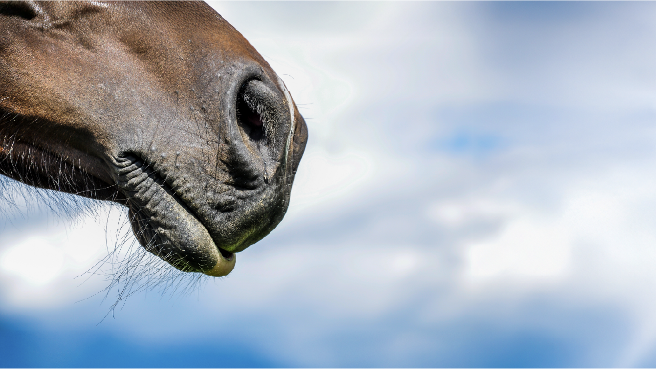 Close-up photograph of a bay horse's nostrils