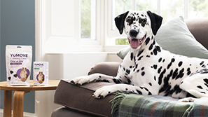 A spotty Dalmatian dog sits on a sofa