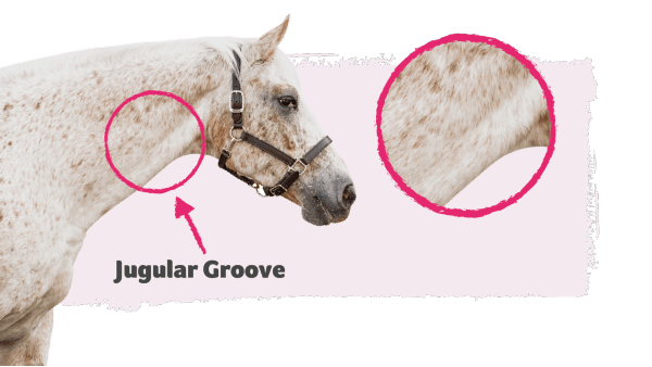 Illustration of a horse's jugular groove