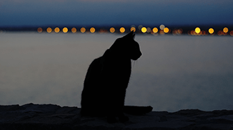 A cat silhouetted against the dark of the night, with lights reflecting over the water behind them