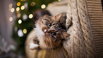 A long haired cat gazes backwards on a sofa, with fairy lights in the background 