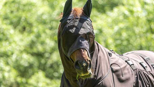 A horse wearing a fly mask and sweet itch rug.