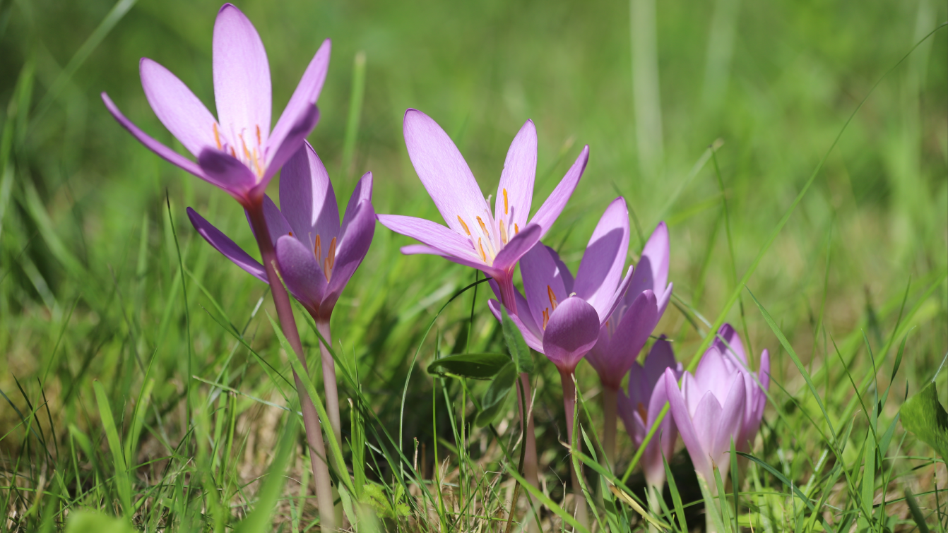 Photograph of an autumn crocus flower