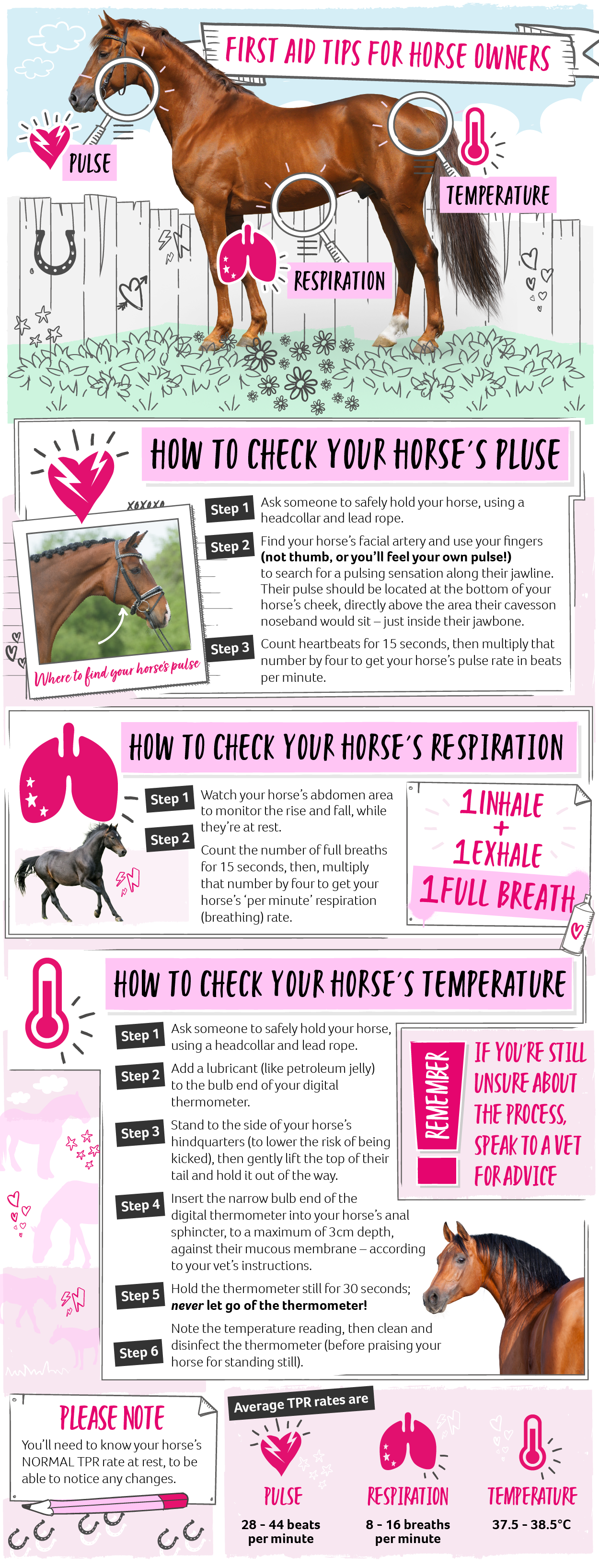 Infographic explaining how to take a horse's temperature, pulse, and respiration (TPR) rates