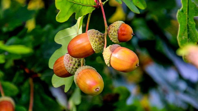 Image of acorns