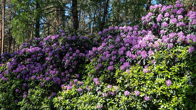 Image of rhododendron plant