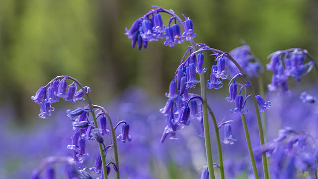 Image of bluebells